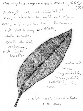 Vorschaubild Oreodaphne cayennensis Meisn.